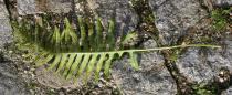 Polypodium vulgare - Leaf lower side - Click to enlarge!