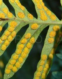 Polypodium vulgare - Sori close-up - Click to enlarge!