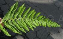 Polystichum setiferum - Leaf section upper side - Click to enlarge!