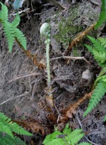 Polystichum setiferum - Crozier uncoiling - Click to enlarge!