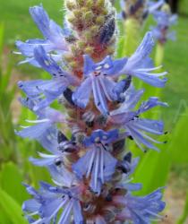 Pontederia cordata - Inflorescences close-up - Click to enlarge!