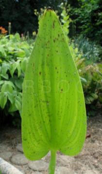 Pontederia cordata - Leaf - Click to enlarge!