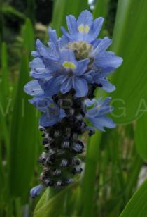 Pontederia cordata - Inflorescence - Click to enlarge!