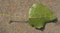 Populus tomentosa - Lower leaf surface - Click to enlarge!