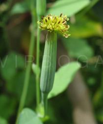 Porophyllum ruderale - Flower head - Click to enlarge!