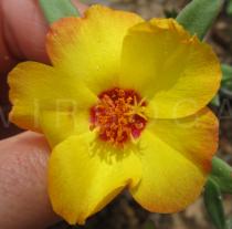 Portulaca mucronata - Flower - Click to enlarge!