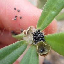 Portulaca mucronata - Seeds - Click to enlarge!
