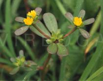 Portulaca oleracea - Flowering branch - Click to enlarge!