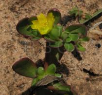 Portulaca oleracea - Flower - Click to enlarge!