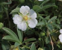 Potentilla alba - Flower - Click to enlarge!