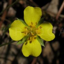 Potentilla erecta - Flower - Click to enlarge!