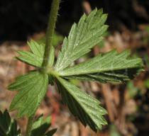 Potentilla erecta - Lower surface of leaf - Click to enlarge!