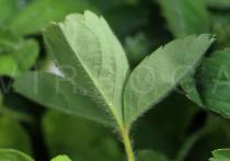 Potentilla montana - Lower surface of leaf - Click to enlarge!