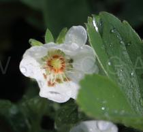 Potentilla montana - Flower - Click to enlarge!
