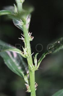 Pouzolzia zeylanica - Flowering plant - Click to enlarge!