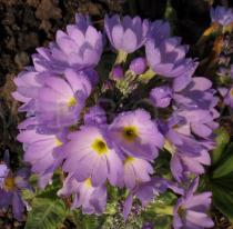 Primula denticulata - Inflorescence - Click to enlarge!