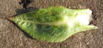Primula denticulata - Upper surface of leaf - Click to enlarge!