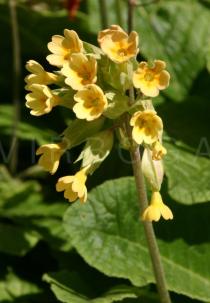 Primula veris - Inflorescense - Click to enlarge!
