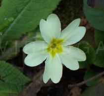 Primula vulgaris - Flower close-up - Click to enlarge!