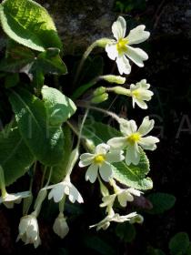 Primula vulgaris - Flowers - Click to enlarge!