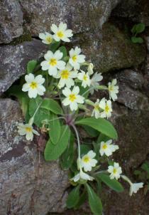 Primula vulgaris - Habit - Click to enlarge!