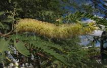 Prosopis juliflora - Inflorescence - Click to enlarge!
