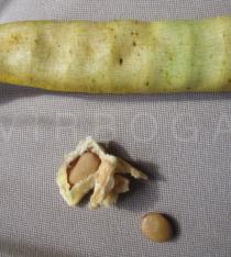 Prosopis juliflora - Seeds - Click to enlarge!