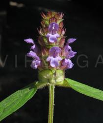 Prunella vulgaris - Inflorescence - Click to enlarge!