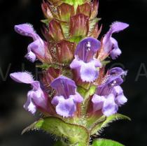 Prunella vulgaris - Inflorescence close-up - Click to enlarge!