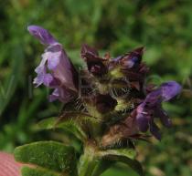 Prunella vulgaris - Flower, side view - Click to enlarge!