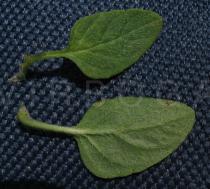 Prunella vulgaris - Upper and lower surface of leaves - Click to enlarge!