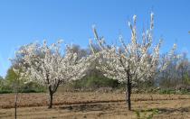 Prunus avium - Habit - Click to enlarge!