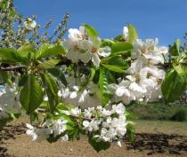 Prunus avium - Branch with flowers - Click to enlarge!