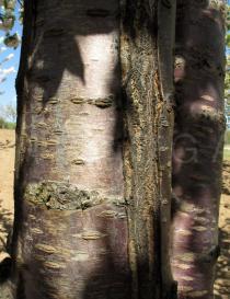 Prunus avium - Bark - Click to enlarge!