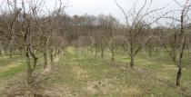 Prunus avium - Habit in plantation - Click to enlarge!
