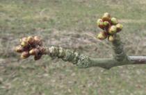 Prunus avium - Buds - Click to enlarge!