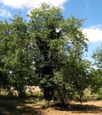 Prunus domestica - Habit - Click to enlarge!