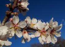 Prunus dulcis - Flowers - Click to enlarge!