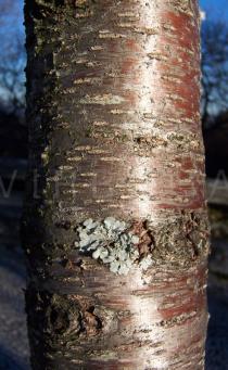 Prunus dulcis - Bark - Click to enlarge!