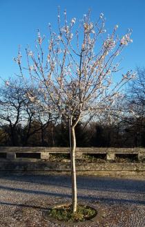 Prunus dulcis - Habit solitary tree - Click to enlarge!
