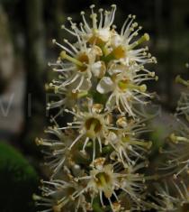 Prunus laurocerasus - Flowers close-up - Click to enlarge!