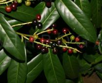 Prunus laurocerasus - Fruits - Click to enlarge!