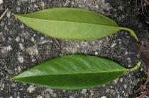 Prunus laurocerasus - Upper and lower surface of leaf - Click to enlarge!