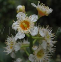 Prunus lusitanica - Flower - Click to enlarge!