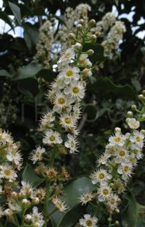 Prunus lusitanica - Inflorescence - Click to enlarge!