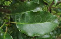 Prunus lusitanica - Leaves - Click to enlarge!