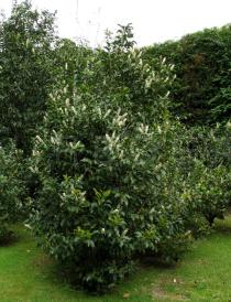 Prunus lusitanica - Habit - Click to enlarge!