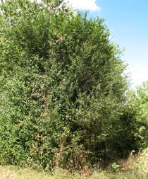 Prunus spinosa - Habit - Click to enlarge!