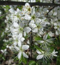 Prunus spinosa - Flowers - Click to enlarge!