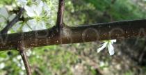 Prunus spinosa - Twig, close-up - Click to enlarge!
